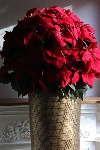 Gwiazda Betlejemska Hilton XXL, wysokiej jakości sztuczna roślina