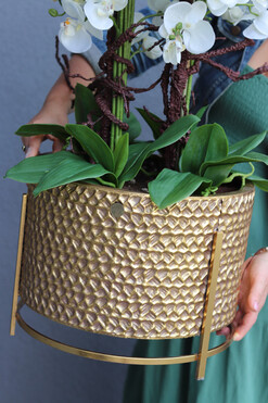 Goldenario Big, biały storczyk w złotej donicy, wys.91cm 