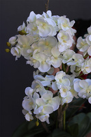 biały storczyk w niebieskiej donicy, Turkussio, wys.66cm