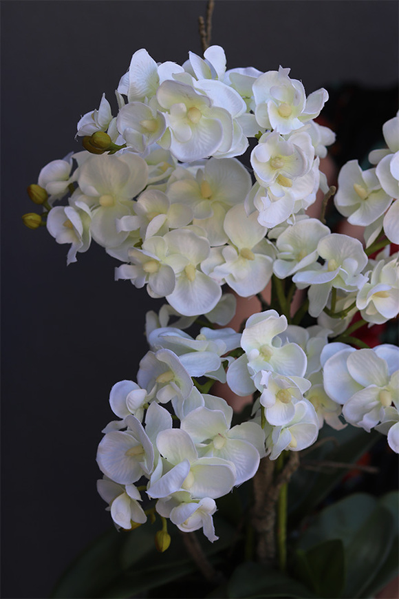 biały storczyk w niebieskiej donicy, Turkussio, wys.66cm