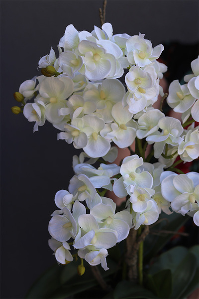 biały storczyk w niebieskiej donicy, Turkussio, wys.66cm