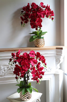 Karmin Red, karminowy welurowy storczyk