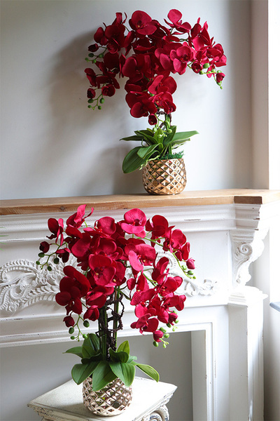 Karmin Red, karminowy welurowy storczyk