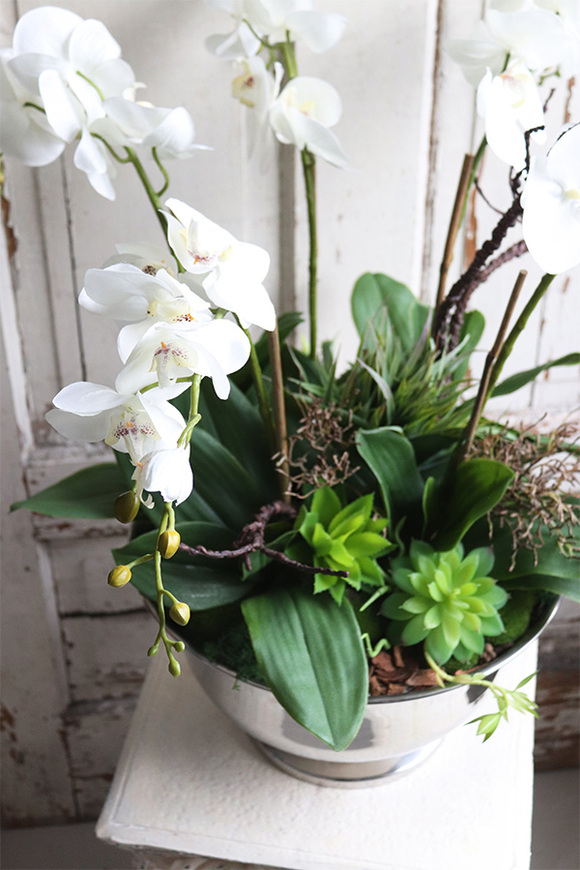 elegancki storczyk w coolerze z sukulentami, Monterosa, wys.65cm