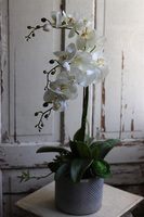 Bedrato, storczyk z sukulentami w srebrnej donicy, wys.72cm