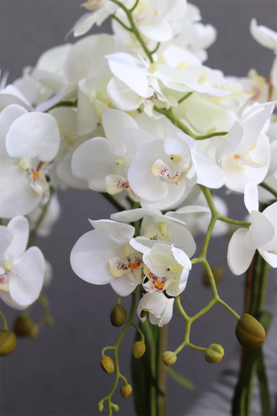 biały storczyk w okrągłym wkładzie, Mediolan 2, wys.110cm 