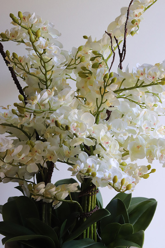 Clepsidre, duży storczyk w pucharze