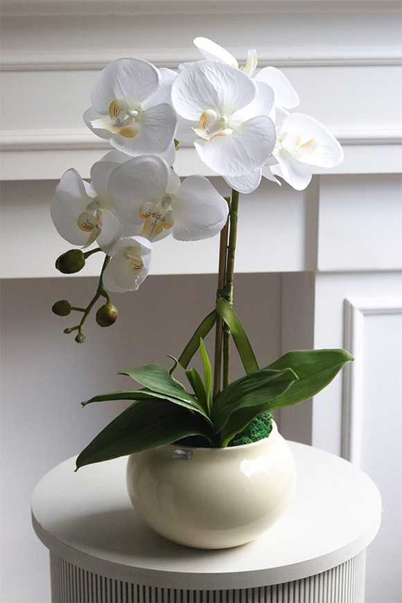 Cream and White, storczyk w kremowym naczyniu