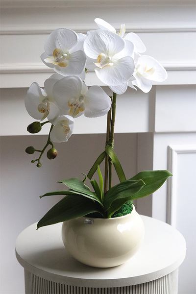 Cream and White, storczyk w kremowym naczyniu