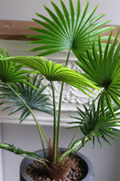 Livistona Concrete, sztuczna palma w betonowej donicy