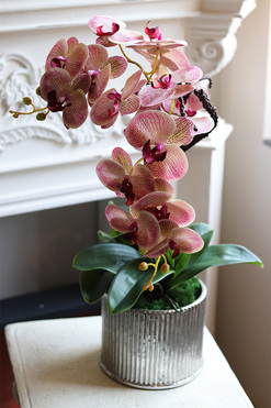 Leddia Granada, gumowy storczyk, wys.60cm 