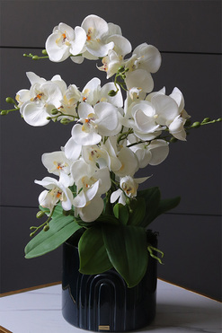 Dark Blue Moment, storczyk w granatowej doniczce, wys.55cm 