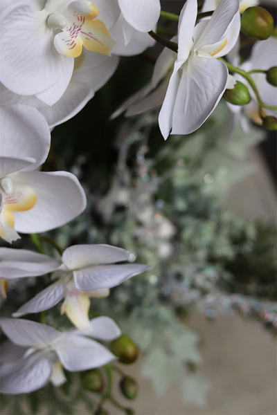 Biały Mróz, elegancki storczyk zimowy