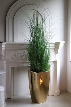 Goldiste Luck, elegancka trawa w złotej donicy, wys.180cm