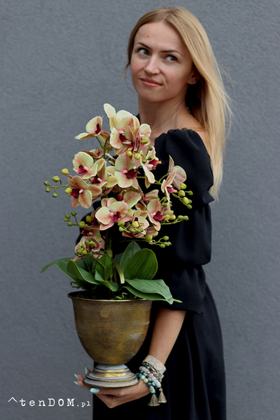 Cherie Vintage Gedristo, gumowy storczyk w złotym pucharze