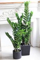 Zamiokulkas Volcan, kwiat doniczkowy w osłonce