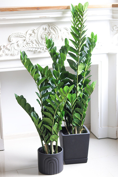 Zamiokulkas Volcan, kwiat doniczkowy w osłonce