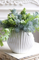 Antylla Marino Shell, kompozycja sukulenty w muszli