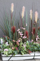 Albertina Saute New, kompozycja z traw i sukulentów do twojej donicy