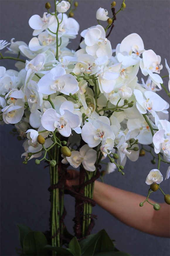 Premiosa Saute, storczyk w stretchu do Twojej donicy