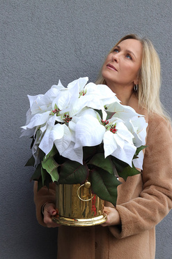 OD RĘKI Gwiazda Betlejemska Cooler Deluxe White, wysokiej jakości sztuczna roślina, wys.47cm