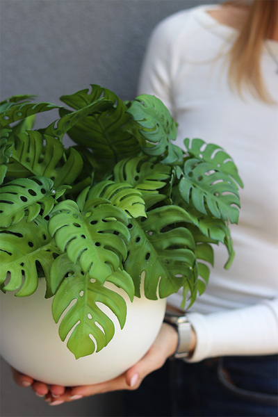 Monstera Doniczkowa, roślina doniczkowa w osłonce