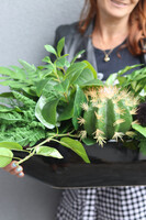 Black Laos, zielona kompozycja w naczyniu