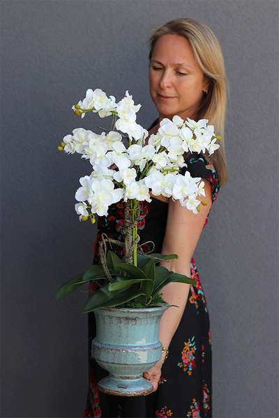 biały storczyk w niebieskiej donicy, Turkussio, wys.66cm