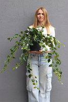 Hoja Black Moment, sztuczna roślina w czarnej donicy