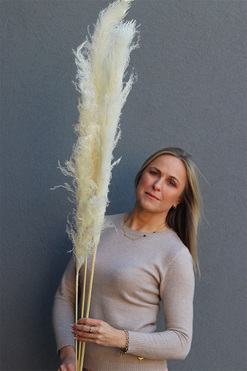 Pampasy Cream Long, bukiet suszonych traw, 3szt, wys.175cm