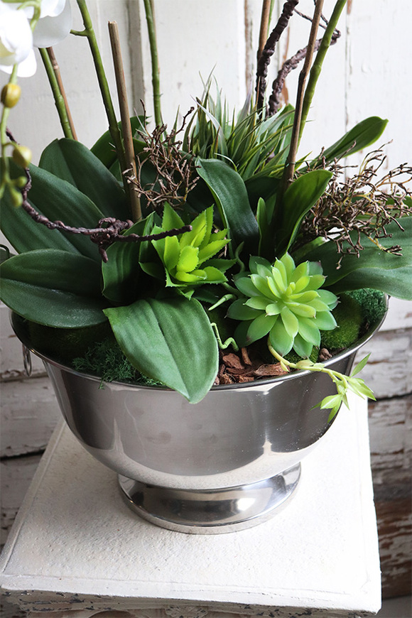 elegancki storczyk w coolerze z sukulentami, Monterosa, wys.65cm