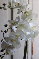 Bedrato, storczyk z sukulentami w srebrnej donicy, wys.72cm