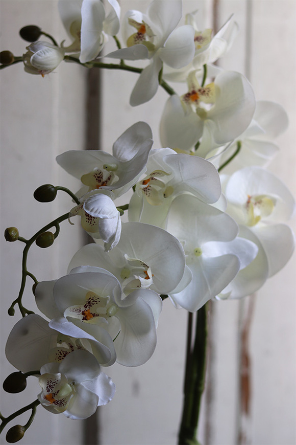 Bedrato, storczyk z sukulentami w srebrnej donicy, wys.72cm