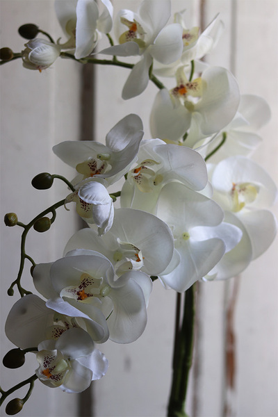 Bedrato, storczyk z sukulentami w srebrnej donicy, wys.72cm