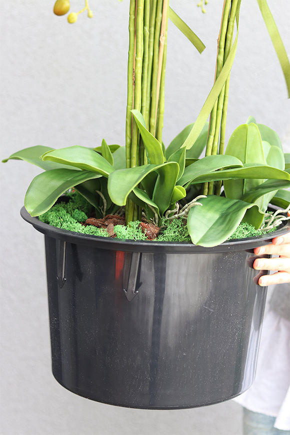 biały storczyk w okrągłym wkładzie, Mediolan 2, wys.110cm 