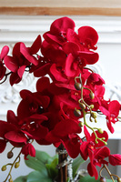 Walentynkowy, czerwony storczyk na dzień zakochanych