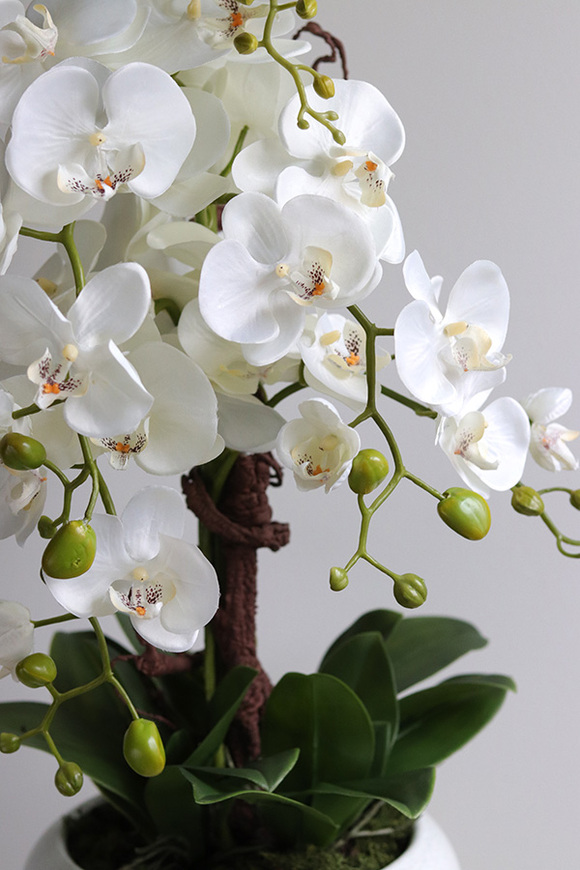 Bielleni 2, stylowy storczyk w doniczce ze wzorem