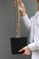 Drzewko Oliwne / Oliwka, sztuczne drzewko w osłonce