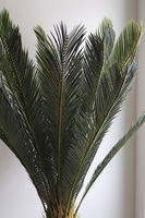 Cykas Ibis Concrete, sztuczna roślina w betonowej donicy