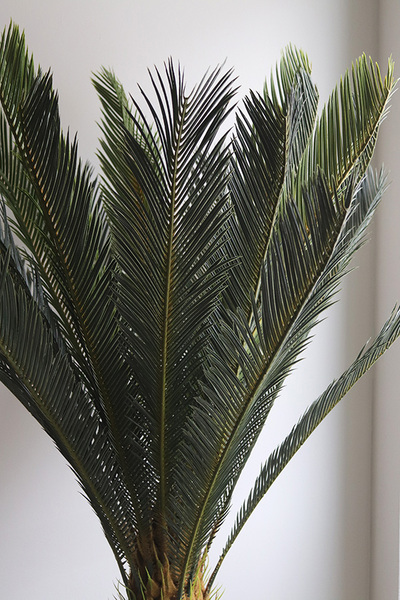 Cykas Ibis Concrete, sztuczna roślina w betonowej donicy