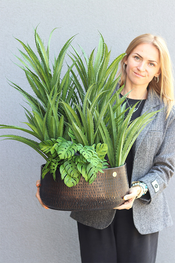 Aloe Monstera sukulenty w czarnej donicy
