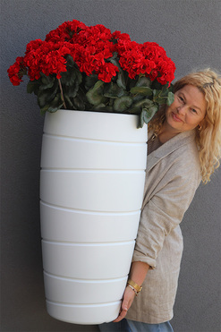 Pelargonie Deep Red, donica z pelargoniami, wys.115cm 