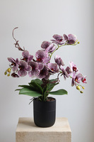 Purple Fantasy, fioletowy sztuczny storczyk w czarnej donicy