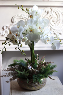 elegancki storczyk zimowy, Premium Gold, wys.52cm