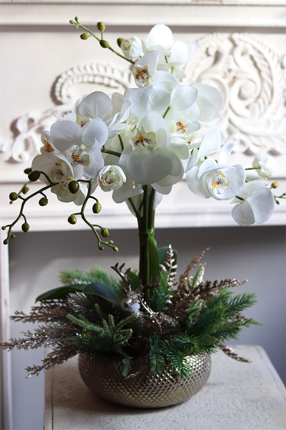 elegancki storczyk zimowy, Premium Gold,