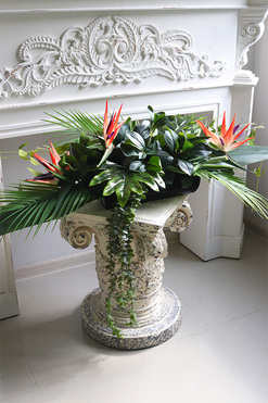 Strelicja Kerania, podłużna kompozycja w donicy, wym.35x105x47cm 