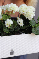 Summer Balcony, białe pelargonie w skrzynce balkonowej