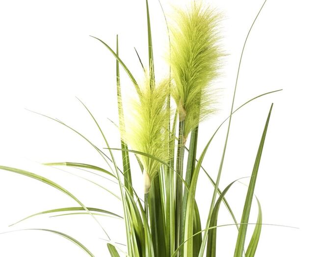 sztuczna trawa Pióropusze, zieleń, wys.80cm