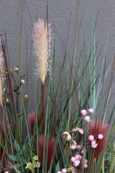 Albertina Saute New, kompozycja z traw i sukulentów do twojej donicy