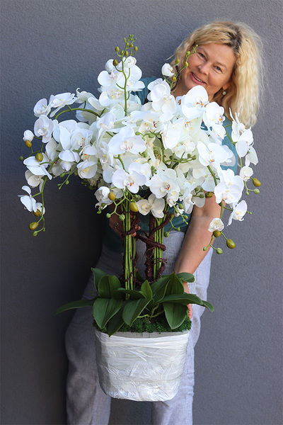 Premiosa Saute, storczyk w stretchu do Twojej donicy